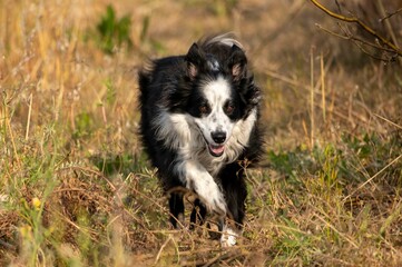 Cute Collie breed dog running in the park, close-up
