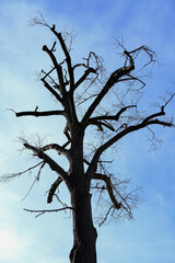 dead tree on sky
