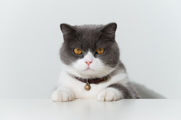 British shorthair cat lying on white table