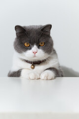 British shorthair cat lying on white table