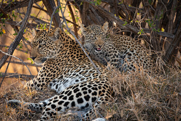 Leopard and her cub