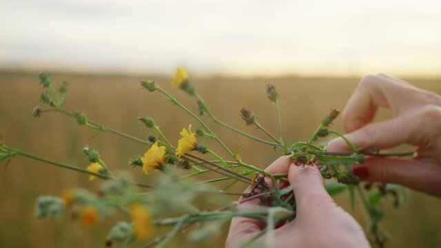 Tender woman hands making wreath of wild plants, circlet of flowers. Beautiful sunset background, rural uncultivated field. View of ukrainian steppe filled with sunshine. High quality 4k footage