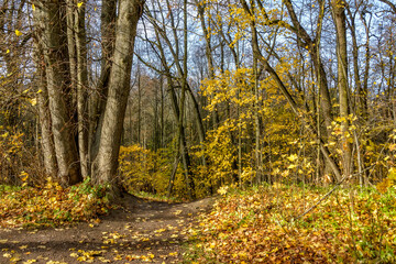 Autumn landscapes in the Sergeevka park in the Leningrad region.