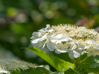 Spring white viburnum flower with blurred background- floral background. Soft focus close-up of a...
