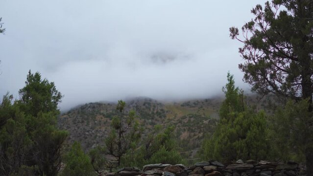 4K shot of trees in front of the stormy clouds above the mountain at Jispa in Lahaul Spiti, Himachal Pradesh, India. Clouds covering the mountains behind the trees in background. Storm background. 