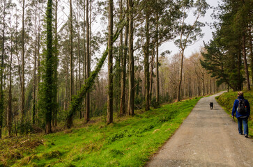 Fototapeta na wymiar Woman wearing a backpack walking her dog in Tollymore forest