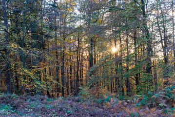 sunset at autumn forest sun beam trough tree