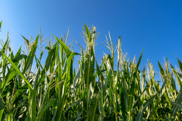 Fototapeta premium Ripening yellow corn on the cob, maize closeup