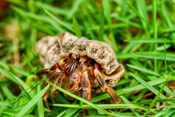 Shallow depth of field view of a hermit crab (Pagurus) in the Philippines, living in an abandoned gastropod seashell, with its face, antennae, and legs visible as it walks through a residential lawn.