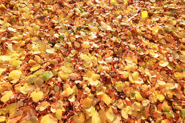 yellow fallen leaves abstract background, calendar golden fall
