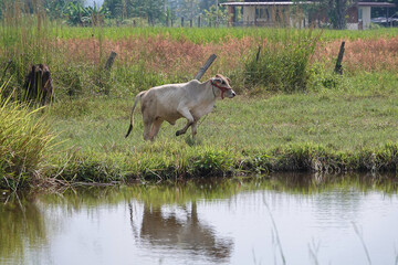 Obraz na płótnie Canvas The calf running on a summer pasture