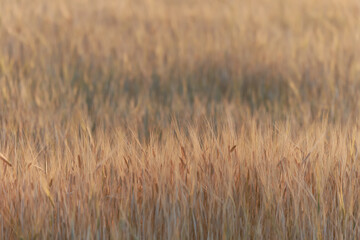 grain harvest background crisis farming