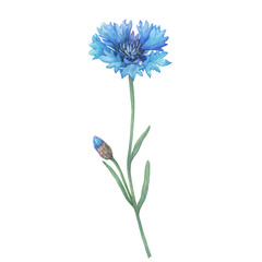 Closeup of blue cornflower flower (Centaurea cyanus, bachelor's button, knapweed or bluett). Watercolor hand drawn painting illustration isolated on white background. - 542359051