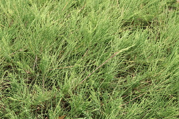 green grass background