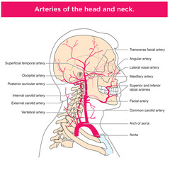 Labelled drawing to show the anterior muscles of the neck and airway structures, including the trachea, thyroid and cartilages