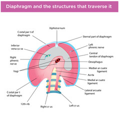 Biology, DNA helix, DNA replication, next generation question template, dumb physics figures, exam question, eps