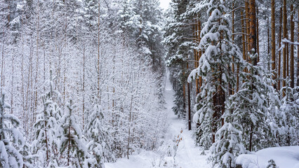 Path in the forest in the snow among young trees, firs and pines. Winter active lifestyle