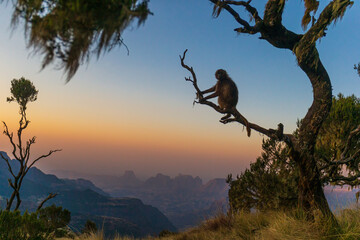 A Gelada Baboon on a tree watching the sunset in the Simian Mountains in Ethiopa