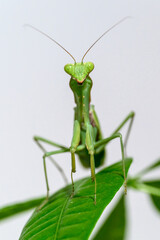 Green mantis crawling on leaves