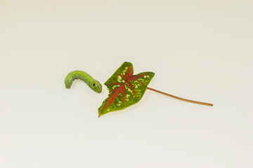  big green caterpillar giant green worm on a white background © Infinity Nattarada