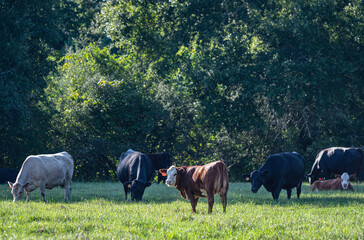 Beef cattle in AL pasture in July