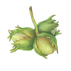 Close-up of green hazelnut fruits with spiny husks and leaves (Corylus avellana, common hazel, cobnuts, forest filbert). Watercolor hand drawn painting illustration, isolated on white background.
