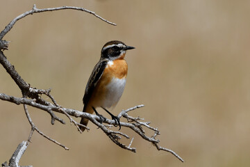 Whinchat // Braunkehlchen (Saxicola rubetra) - Bird of the Year 2023
