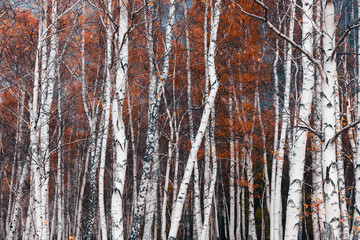 White birch trees with yellow leaves in autumn forest. Autumn background