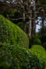 green moss covered with moss
