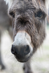 Fototapeta premium Portrait d'un âne en pleine nature