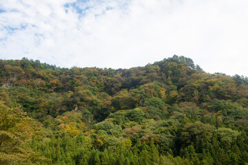 Fototapeta na wymiar 季節の移ろいを感じる山の木々と空