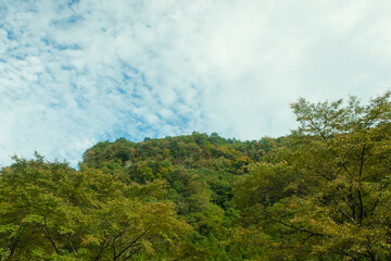 Obraz na płótnie Canvas 季節の移ろいを感じる山の木々と空