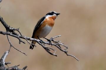 Braunkehlchen // Whinchat (Saxicola rubetra) - Vogel des Jahres 2023