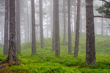 Fototapeta na wymiar Beautiful pine tree forest in the mist seen in Norway