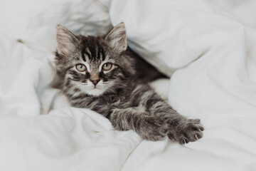 Fototapeta na wymiar a cute gray kitten is lying next to a bed with white cotton bedding. Pets at home