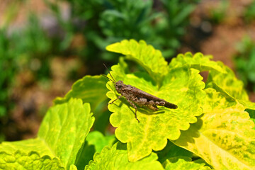 葉の上のクルマバッタモドキ