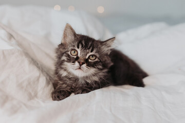 a cute gray kitten is lying in a white bed in a Santa hat with red Christmas gifts. Christmas card,...