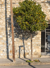 Orange tree near the old stone wall. Fruit tree in an urban environment.