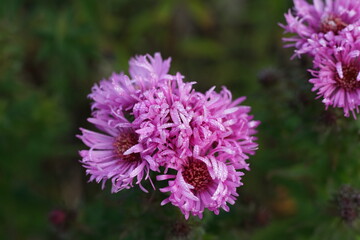 Astern in pink, Blüte mit Frost und Raureif zur herbstlichen Jahreszeit 