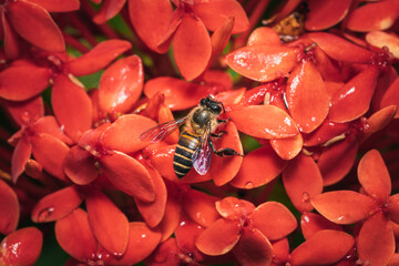 Honey bee collecting nectar from the beautiful red Ixora Chinensis flower
