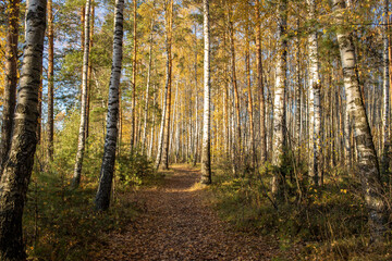 Fototapeta na wymiar The birch grove is illuminated by the rays of the sun. Autumn picturesque landscape with yellow foliage.