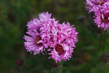 Astern in pink, Blüte mit Frost und Raureif zur herbstlichen Jahreszeit 