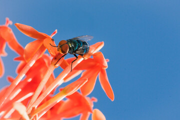 Oriental latrine fly on the beautiful red Ixora Chinensis flower