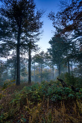 Herbstwald im Nebel, Abstieg von der Lausche 1