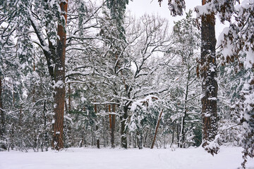 Serene winter forest with trees covered with fluffy thick snow