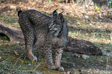 Beautiful full body portrait of a female lynx looking sideways in a forest in Andalusia in Spain