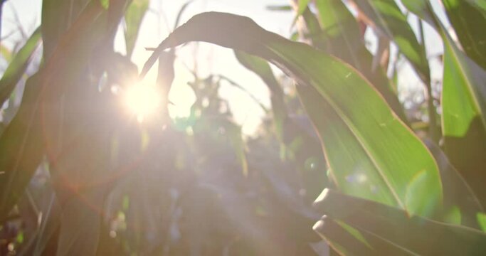 Camera point of view farmer walking through corn field, Corn Maize Agriculture Nature Field, dolly footage