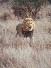 male lion in the wild