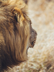 portrait of a lion