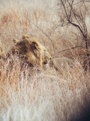 lion in the grass